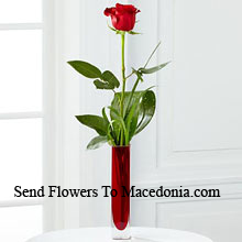 A Single Red Rose In A Red Test Tube Vase Delivered in Macedonia