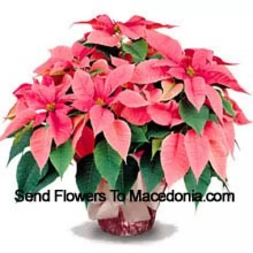 A long-lasting favorite for home or office, our top quality poinsettias are a great way to say 'Season's Greetings' with style (Please Note That We Reserve The Right To Substitute Any Product With A Suitable Product Of Equal Value In Case Of Non-Availability Of A Certain Product)